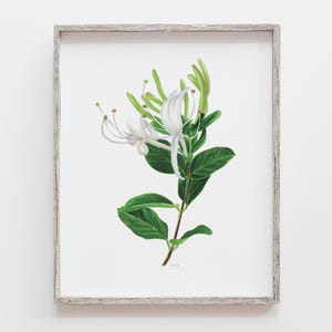 Honeysuckle Drawing Floral Art Print | Honeysuckle June Birth Month Wall Art | June Birth Flower