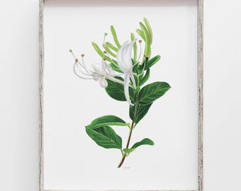 Honeysuckle Floral Art Print: June Birth Flower Drawing
