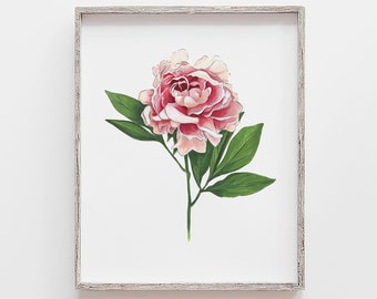 Pink Peony Art Print: Botanical Marker Drawing, Floral Wall Art