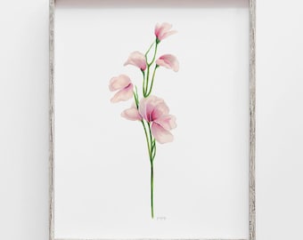 Sweet Pea Floral Art Print: Pink Watercolor Flower Drawing