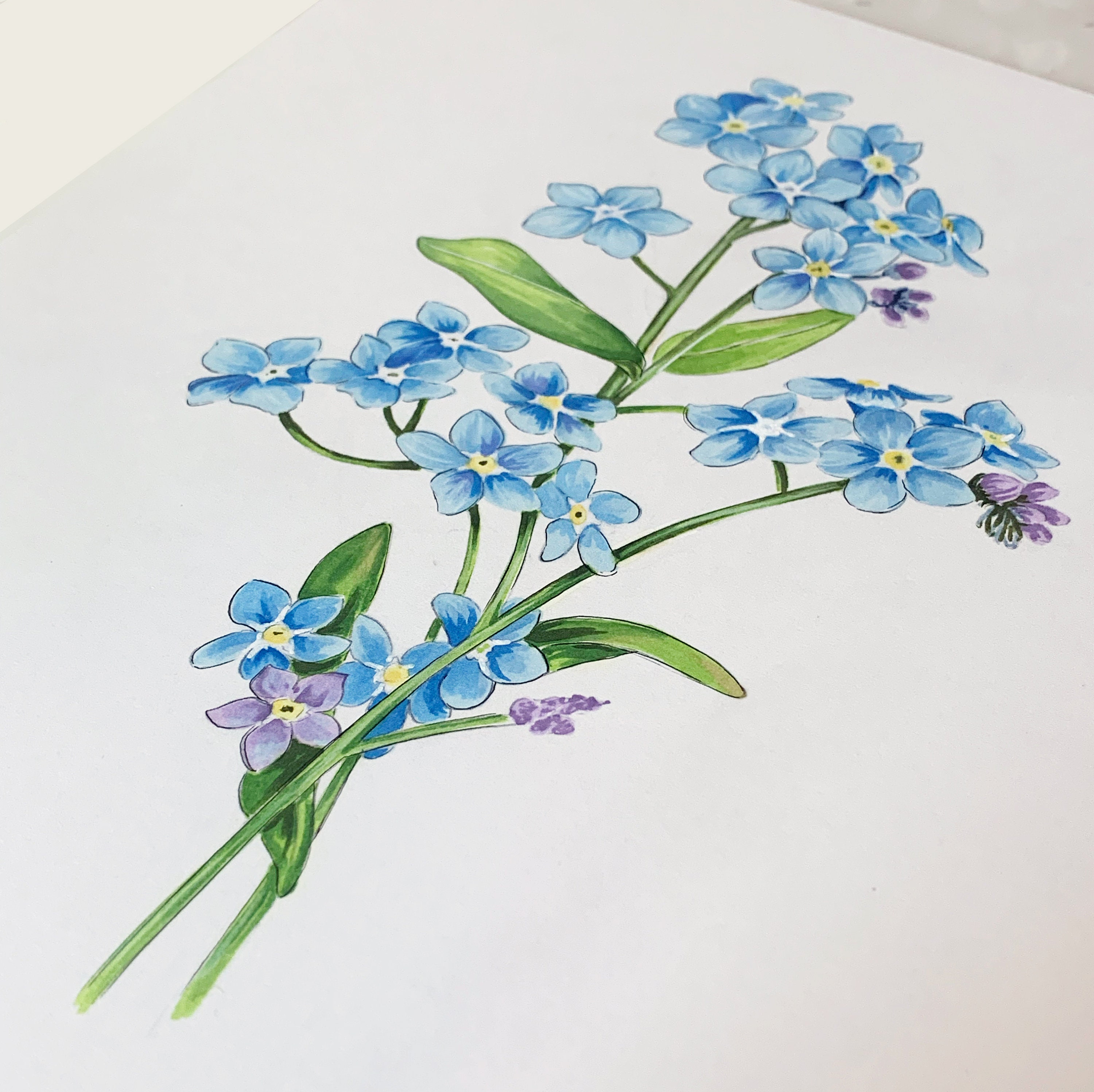 Forget Me Nots Flower Art Print, Marker Drawing Blue Floral
