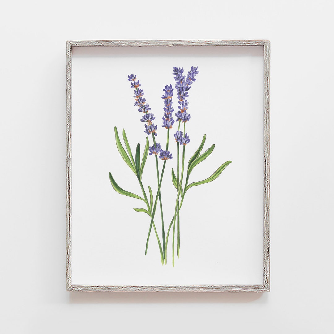 Lavender Flower Art Print: Marker Botanical Illustration
