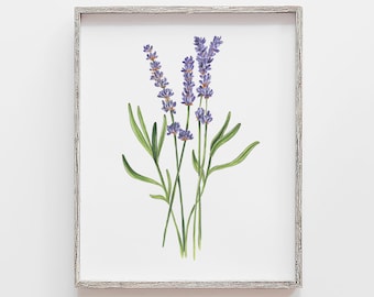 May include: A framed print of a botanical illustration of lavender flowers with green stems and leaves on a white background.