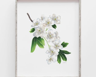 Hawthorn Flower Art Print: May Birth Flower Watercolor Drawing