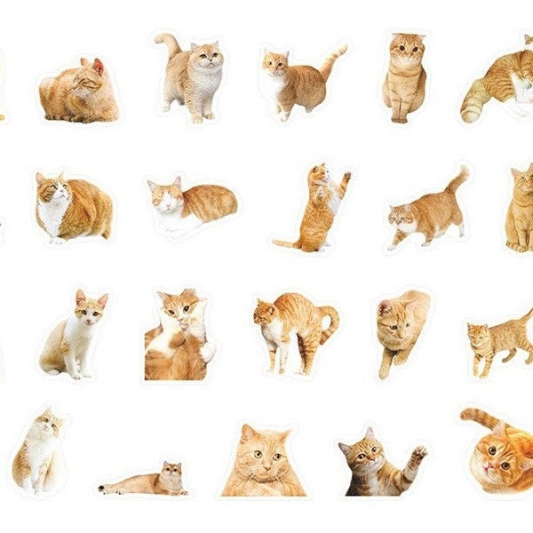 Ginger Cat Stickers, 50 pcs, Slide-Box