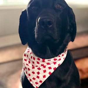 Kanada Hundehalstuch | Hund und Katze Ahornblatt Bandana | Zwei Druckknopf Hundehalstuch | 3 kanadische Themendrucke zur Auswahl | Verschiedene Größen