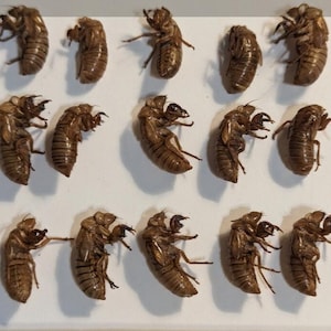 Cicada Brood XIV shells 2025 15 pcs
