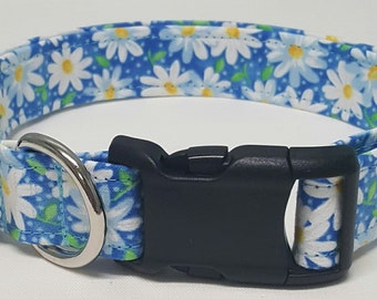 dog collar, blue daisy, daisy, daisies, flowers, daisy dog collar, floral dog collar, female dog collar, female collar