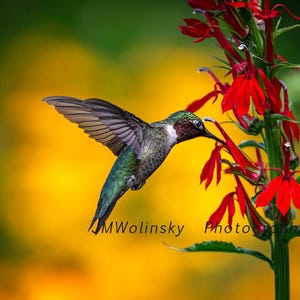 May include: A ruby-throated hummingbird with iridescent green feathers and a dark red throat patch hovering in mid-air while feeding from a tall, vibrant red cardinal flower. The text MWolinsky Photography is visible at the bottom.