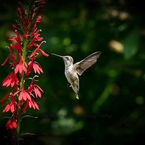 May include: A hummingbird hovers near a vibrant red flower, its wings spread mid-flight. The bird's feathers display a mix of brown and grey hues, contrasting with the bright red of the flower. The background is a blurred green, creating a natural scene.