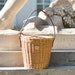 see more listings in the Wicker baskets section