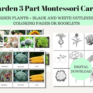 Garden Plant 3-Part Cards Printable Preschool Kindergarten Montessori Vegetable Activity