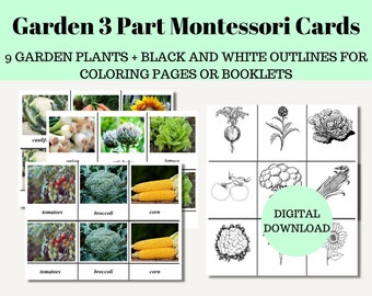 Gartenpflanze 3-teilige Karten zum Ausdrucken Vorschule Kindergarten Montessori Gemüse Aktivität