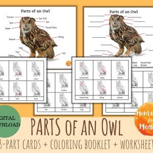 Parts of an Owl 3-Part Cards Montessori Printable Preschool Kindergarten Kids Activity Study Worksheet Homeschool Science Nomenclature