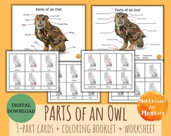 Parts of an Owl 3-Part Cards Montessori Printable Preschool Kindergarten Kids Activity Study Worksheet Homeschool Science Nomenclature