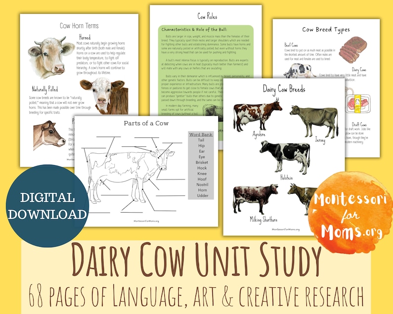 Dairy Cow Unit Study Montessori Homeschool Science Printable Nature Activity Elementary Worksheet Kids Activity Language Creative Research image 1