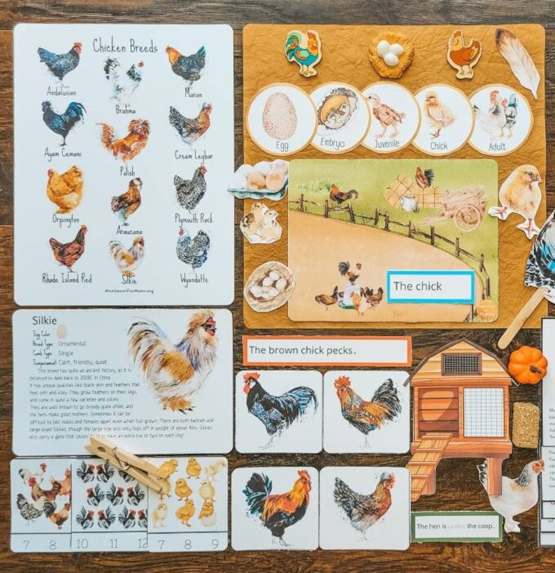 Chicken Unit Study Montessori Homeschool Science Printable 3 Part Cards Nature Activity Preschool Worksheet Kids Activity Language Math image 8