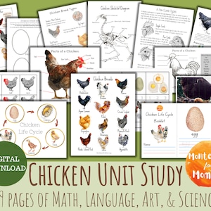 Unidad de pollo Estudio Montessori Educación en casa Ciencias Imprimible Tarjetas de 3 partes Actividad de la naturaleza Hoja de trabajo preescolar Actividad para niños Lenguaje Matemáticas