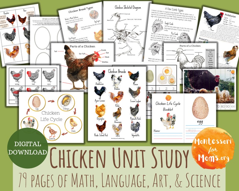 Chicken Unit Study Montessori Homeschool Science Printable 3 Part Cards Nature Activity Preschool Worksheet Kids Activity Language Math image 1