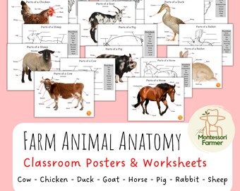 Farm Animal Anatomy Poster Unit Study Montessori Homeschool Science Printable Activity Elementary Worksheet Kids Handwriting Homestead Grade