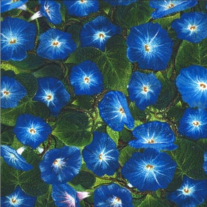 Dreamscapes Digital Multi 51242 11D Designed by Ira Kennedy for Moda Morning Glory Multi 100% cotton fabric sold by the yard.