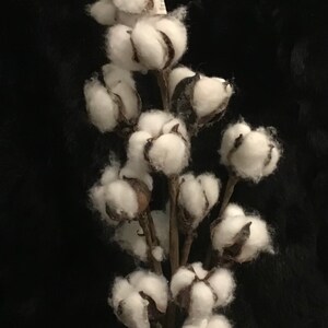 Ashland Iced Cotton
