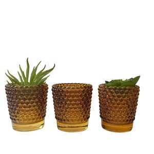 May include: Three amber glass planters with a textured bubble design, each containing a small green succulent plant.