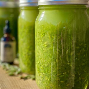 milky oats tincture