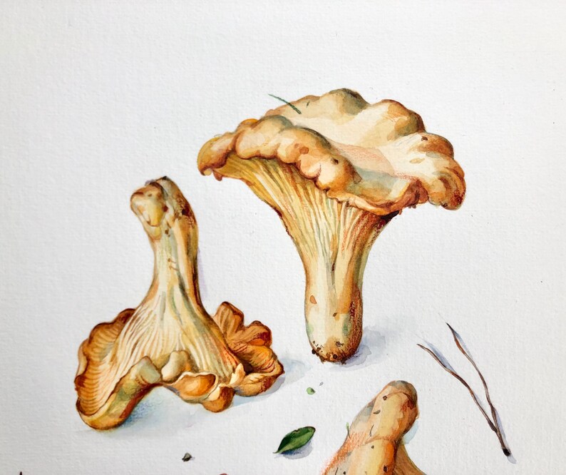 ORIGINAL Chanterelles Mushroom Watercolor Art Still Life Etsy