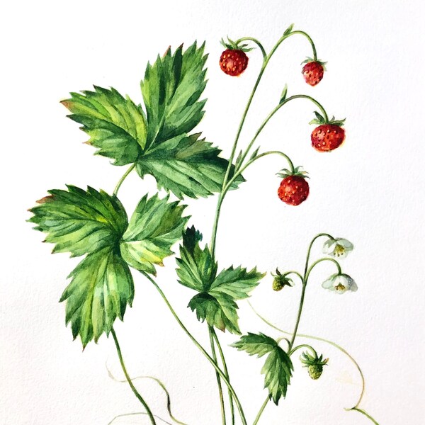 Walderdbeeren ORIGINAL Aquarell Bild, Wandbild , Wanddekoration, botanische Kunst