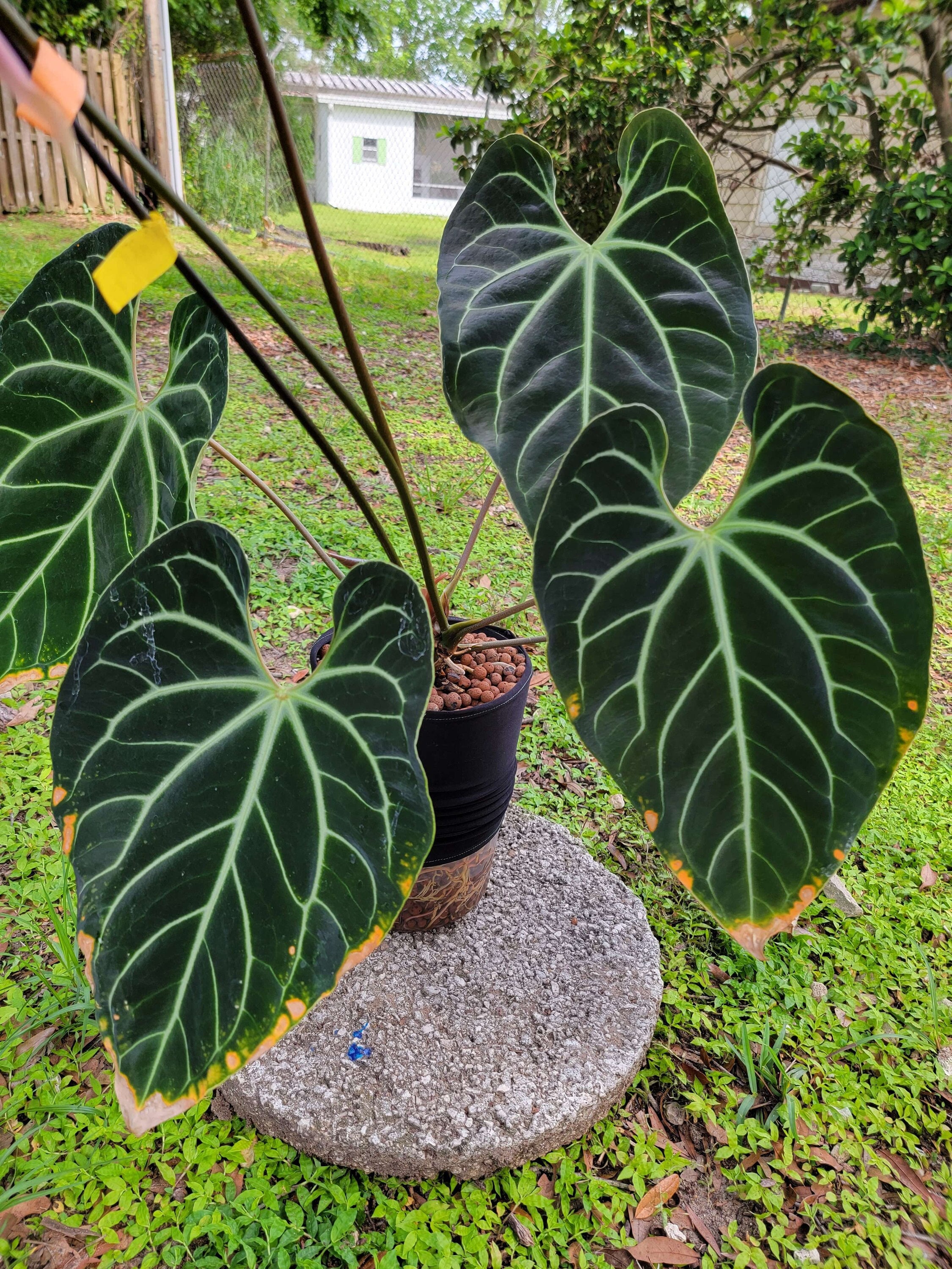 Anthurium aff. besseae (seedling)