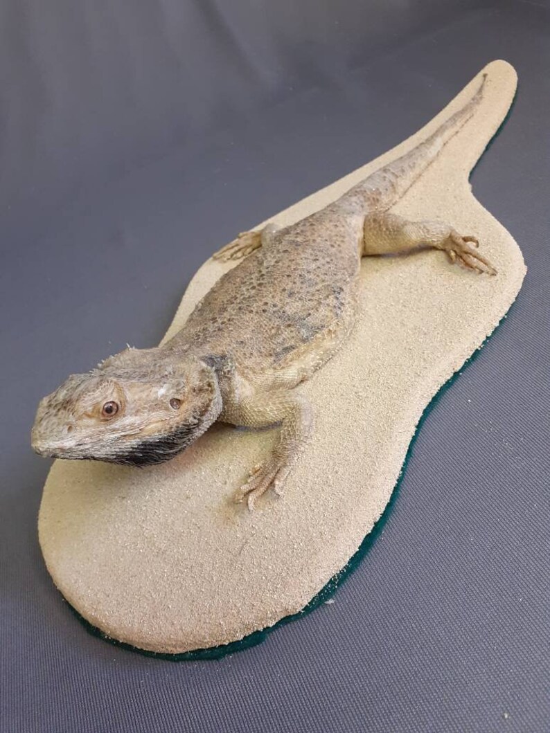 Taxidermy Bearded Dragon Reptile Stuffed Lizard. | Etsy