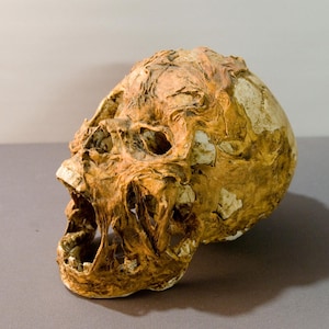 Ein muskulöser Schädel aus dem Film Die Mumie. Filmrequisite,