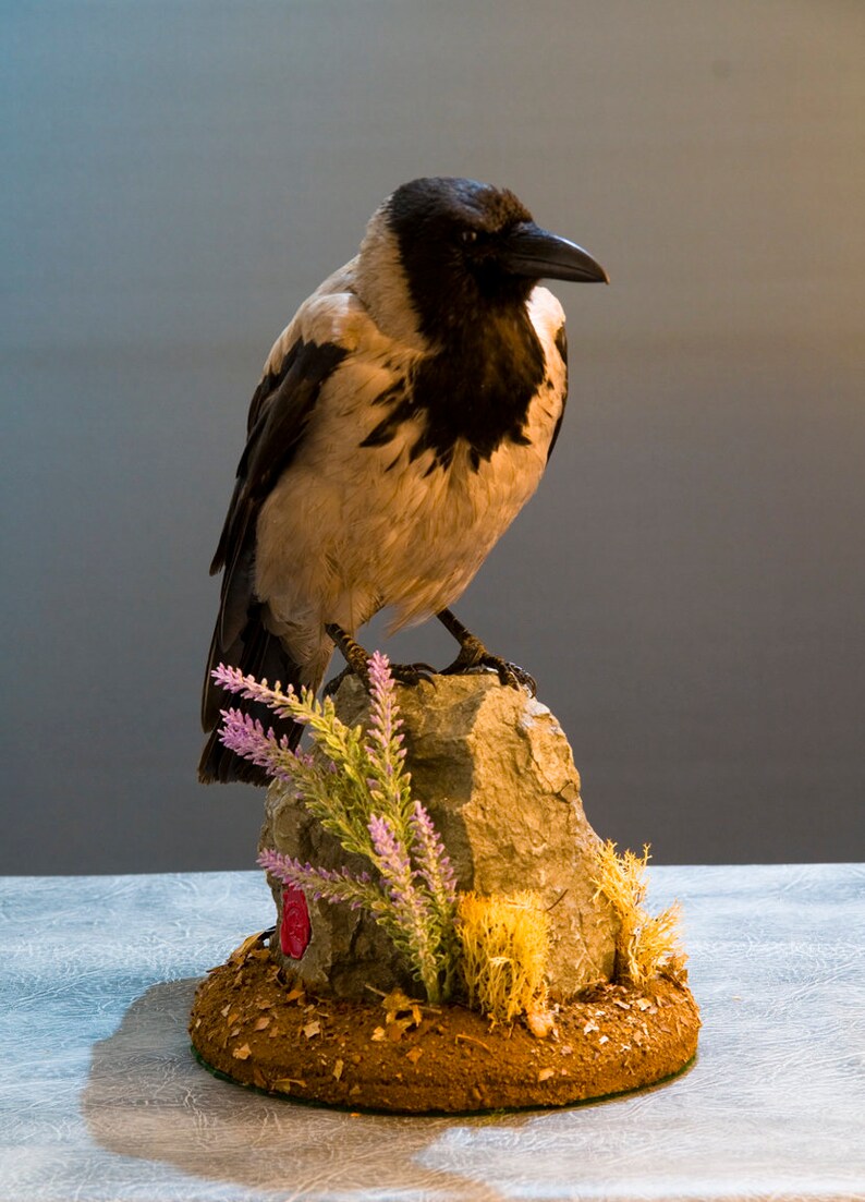 Taxidermy Hooded Crow