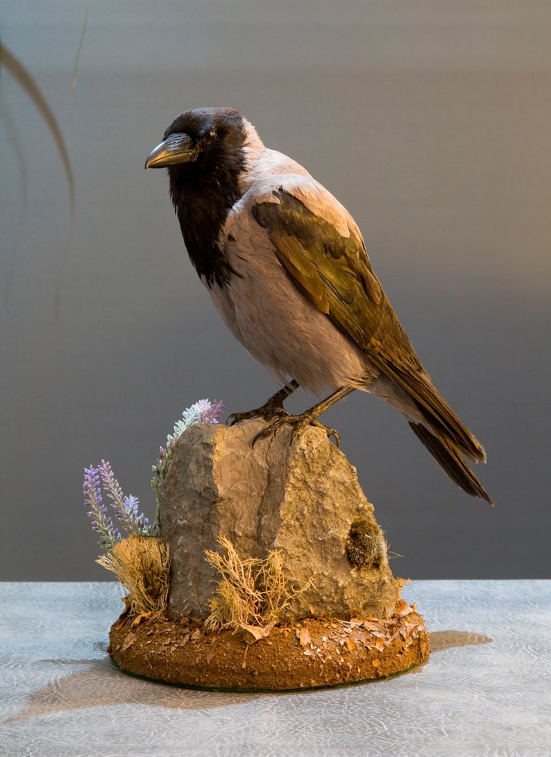 Taxidermy Hooded Crow