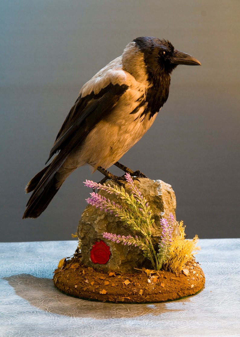 Taxidermy Hooded Crow