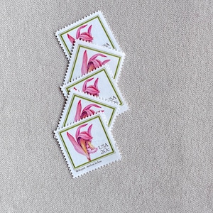 Cinque francobolli vintage da 20 centesimi con fiori rosa selvatici inutilizzati