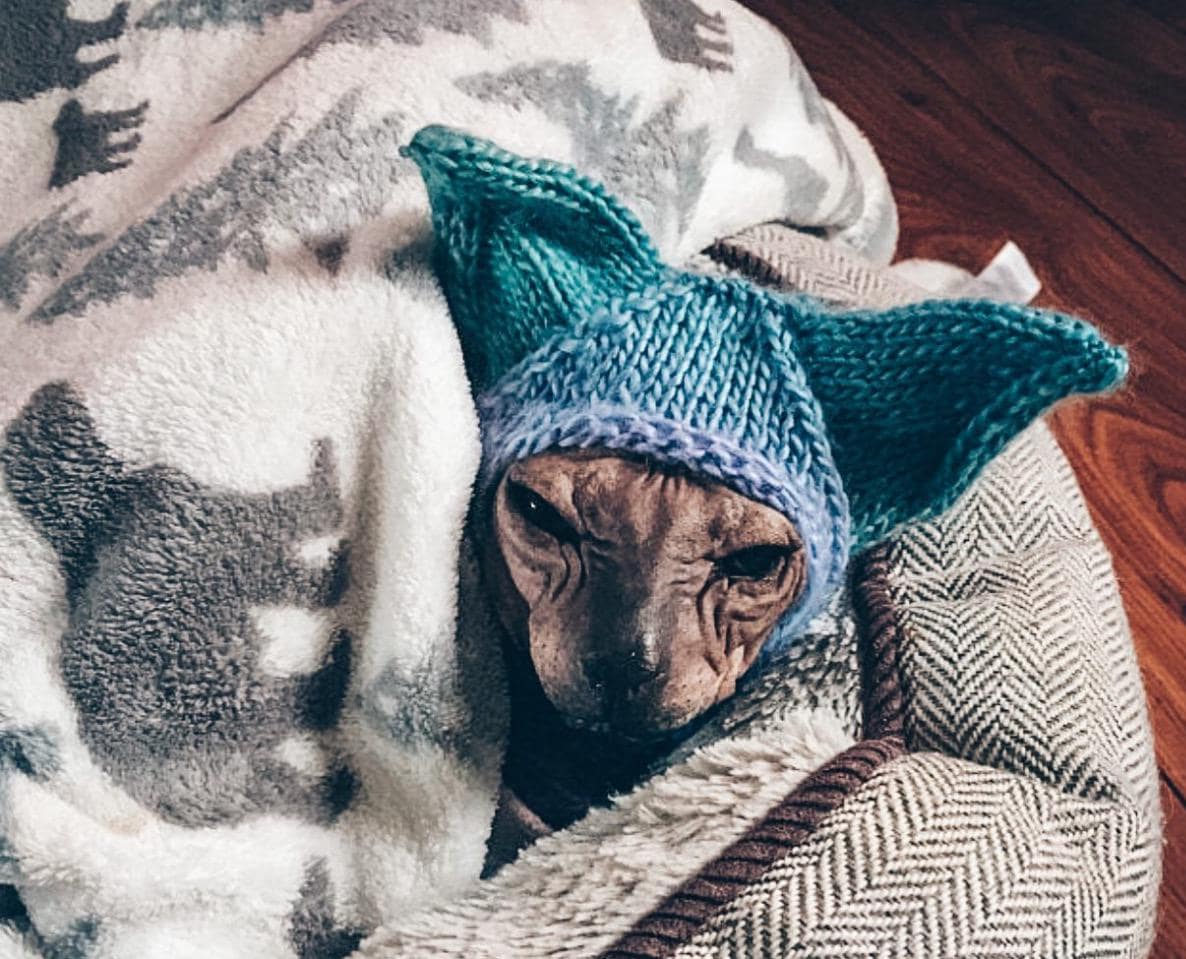 Sphynx cat beanie - Etsy 日本