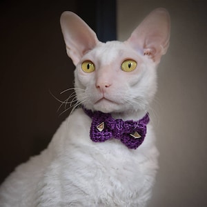 May include: A white Cornish Rex cat with prominent ears and yellow eyes, wearing a purple bow tie with gold studs. The cat is the central subject, set against a blurred backdrop.
