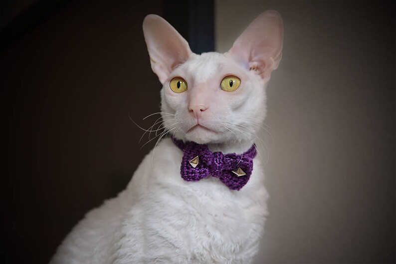 May include: A white Cornish Rex cat with prominent ears and yellow eyes, wearing a purple bow tie with gold studs. The cat is the central subject, set against a blurred backdrop.