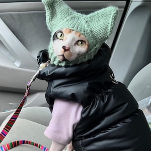Puede incluir: Un gato Sphynx con un gorro de punto verde claro con orejas puntiagudas y un chaleco acolchado negro. El gato lleva una correa con un patrón colorido. El gato tiene una camisa rosa debajo del chaleco.