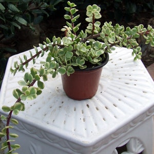 Portulacaria Afra Variagated é uma pequena suculenta de folhas originária da África......