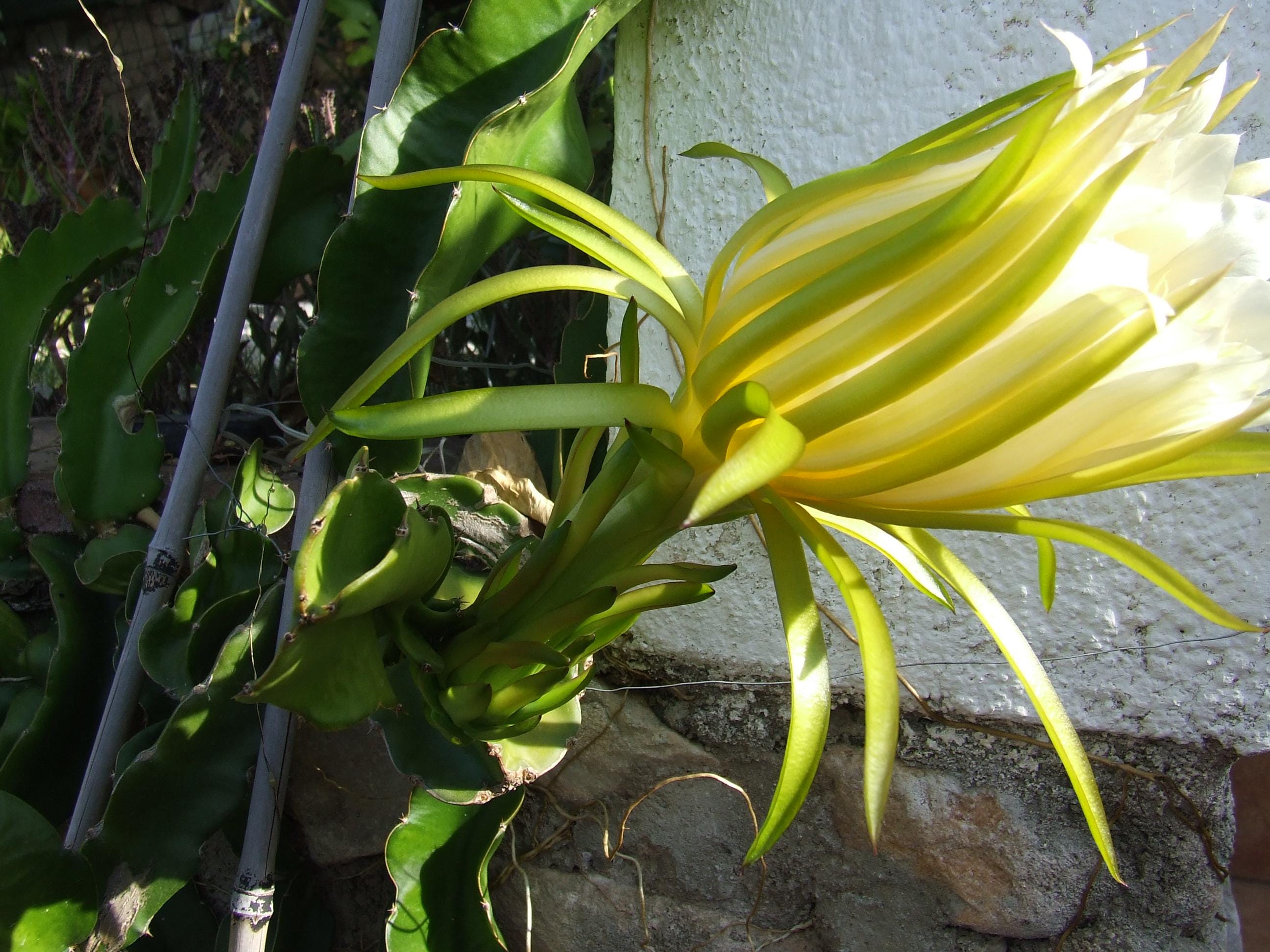 schwarze monstera Simply Monstera – Wandtapete