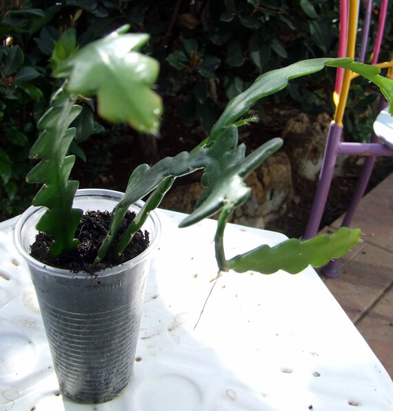 Epiphyllum Anguliger Fischgrte Kaktus- gut durchwurzelter Topf mit 3  Stielen - Etsy.de
