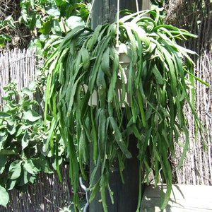 Rhipsalis Trigona Central America jungle cacti, Lepismium Trigona,