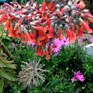 Può includere: Una vivace scena di giardino con un gruppo di fiori arancioni a forma di campana. I fiori sono in piena fioritura, con uno sfondo di fogliame verde e tocchi di fiori viola e rosa. L'immagine cattura la bellezza della natura.