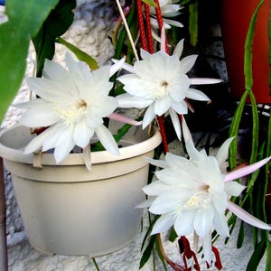 Epiphyllum Pumilla, A variety of Queen of the Night,  One pot of three well rooted stems