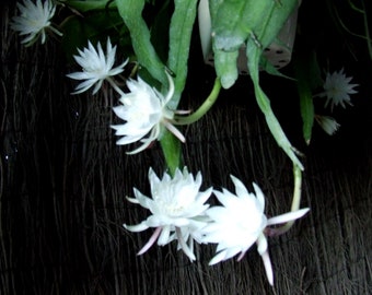 Epiphyllum oxypetalum, Reina de la noche, Una maceta con tres tallos bien enraizados
