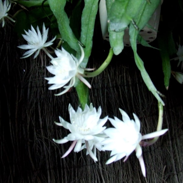 Epiphyllum oxypetalum, Queen of the night,  One pot of three well rooted stems