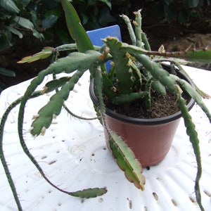 Op de afbeelding: Een groene cactusplant met lange, dunne stengels die in een bruine pot groeien. De plant staat op een wit oppervlak.